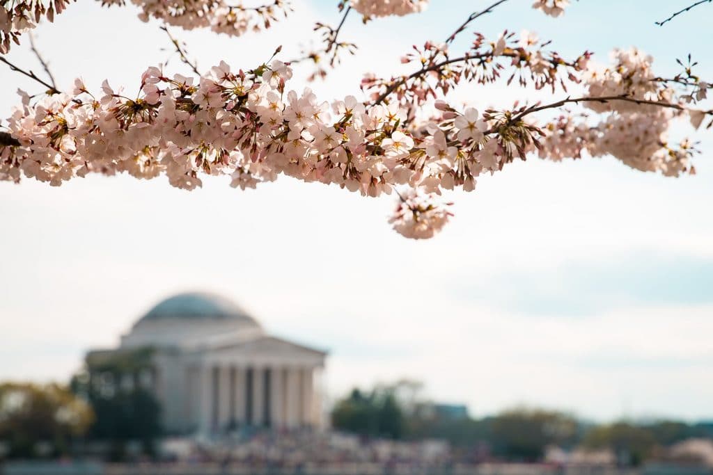 Cheery blossom in the capital